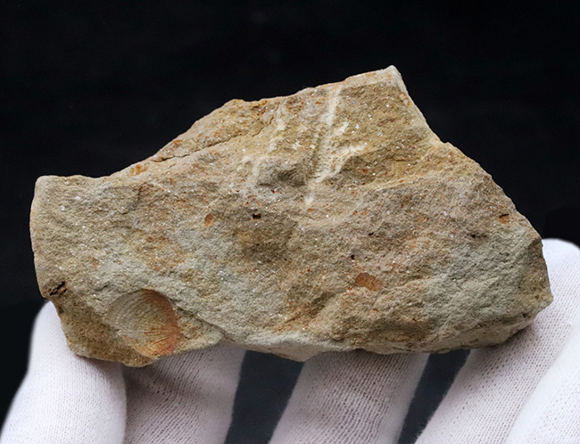 珍しいオーストラリア産！４億年前の海中に棲息していたヒトデ、ペトラスター（Petraster sp.）の上質化石（その5）