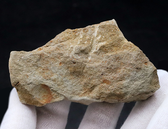 珍しいオーストラリア産!4億年前の海中に棲息していたヒトデ、ペトラスター(Petraster sp.)の上質化石(その5)
