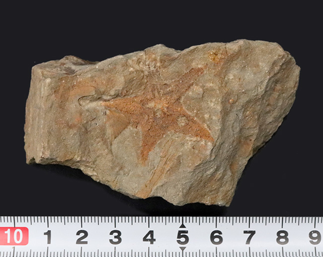 珍しいオーストラリア産！４億年前の海中に棲息していたヒトデ、ペトラスター（Petraster sp.）の上質化石（その7）