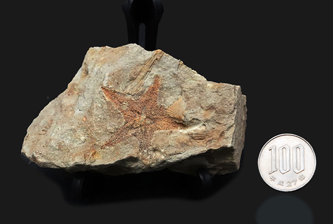 珍しいオーストラリア産！４億年前の海中に棲息していたヒトデ、ペトラスター（Petraster sp.）の上質化石（その8）