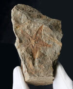珍しいオーストラリア産！４億年前の海中に棲息していたヒトデ、ペトラスター（Petraster sp.）の上質化石