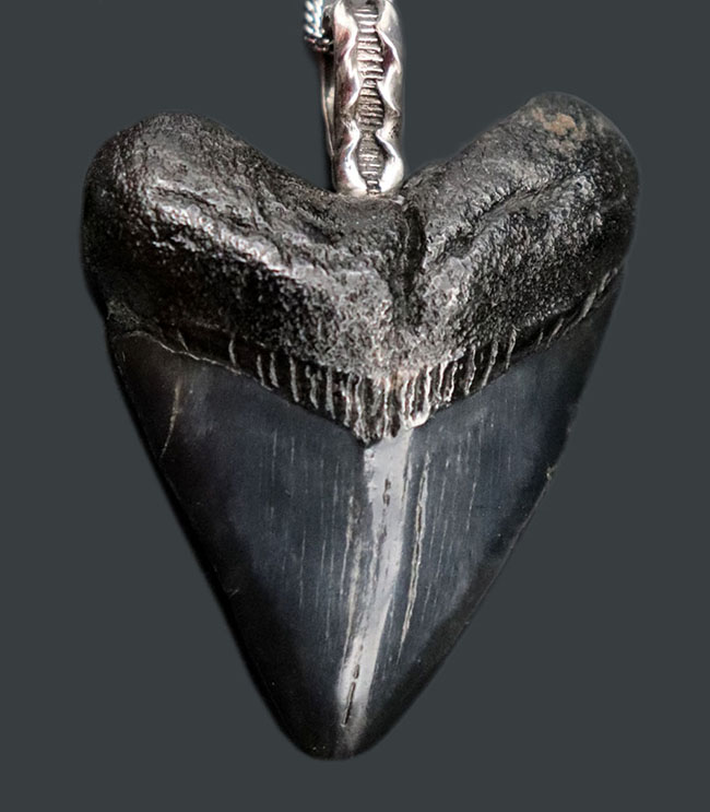 両面ともに美しい光沢が備わったメガロドン（Carcharocles megalodon）の歯化石を使ったペンダントトップ（高級ジュエリーケース、革紐、シルバーチェーン付き）。金属部は９２５シルバーを使用（その1）