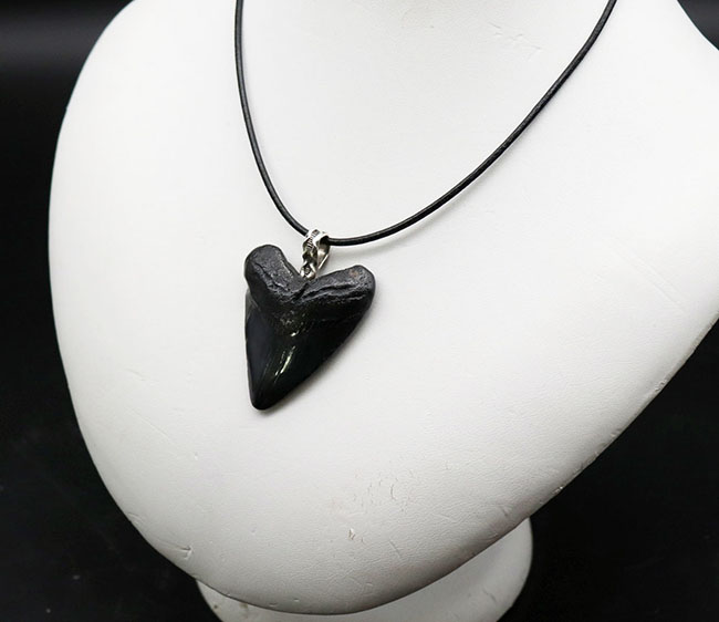 両面ともに美しい光沢が備わったメガロドン(Carcharocles megalodon)の歯化石を使ったペンダントトップ(高級ジュエリーケース、革紐、シルバーチェーン付き)。金属部は925シルバーを使用(その3)