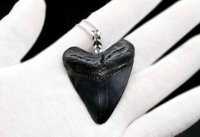 両面ともに美しい光沢が備わったメガロドン(Carcharocles megalodon)の歯化石を使ったペンダントトップ(高級ジュエリーケース、革紐、シルバーチェーン付き)。金属部は925シルバーを使用(その6)