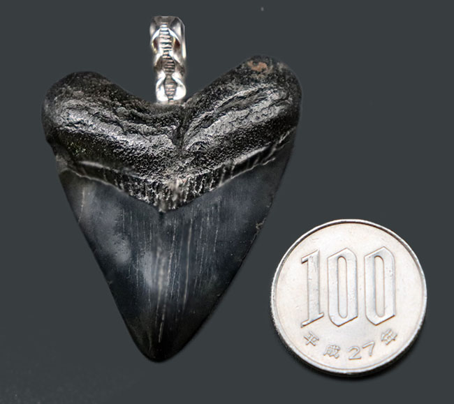 両面ともに美しい光沢が備わったメガロドン（Carcharocles megalodon）の歯化石を使ったペンダントトップ（高級ジュエリーケース、革紐、シルバーチェーン付き）。金属部は９２５シルバーを使用（その7）