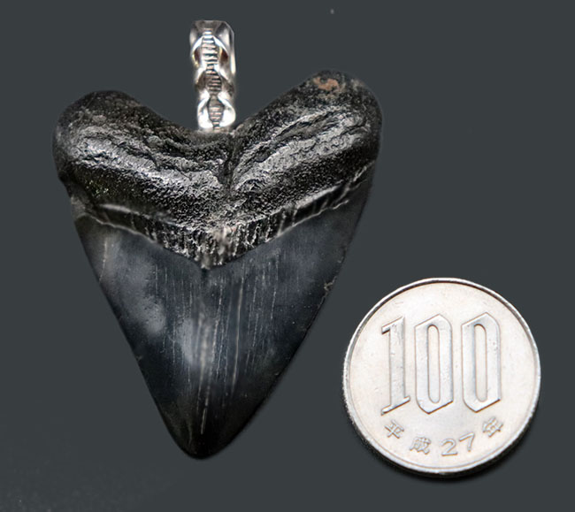 両面ともに美しい光沢が備わったメガロドン(Carcharocles megalodon)の歯化石を使ったペンダントトップ(高級ジュエリーケース、革紐、シルバーチェーン付き)。金属部は925シルバーを使用(その7)