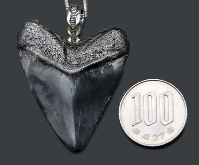 両面ともに美しい光沢が備わったメガロドン(Carcharocles megalodon)の歯化石を使ったペンダントトップ(高級ジュエリーケース、革紐、シルバーチェーン付き)。金属部は925シルバーを使用(その8)