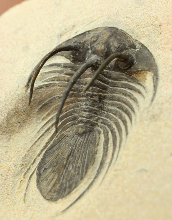 大きく伸びた５本のトゲが特徴的、他のどの種とも似ていない特異なフォルムで知られるコリハペルティス（Kolihapeltis sp.）（その1）