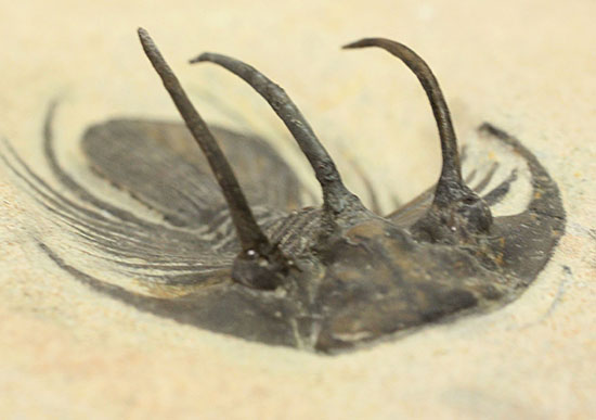 大きく伸びた５本のトゲが特徴的、他のどの種とも似ていない特異なフォルムで知られるコリハペルティス（Kolihapeltis sp.）（その14）