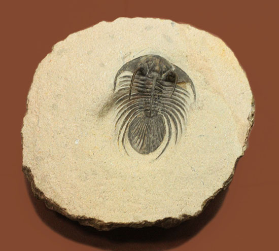 大きく伸びた５本のトゲが特徴的、他のどの種とも似ていない特異なフォルムで知られるコリハペルティス（Kolihapeltis sp.）（その2）