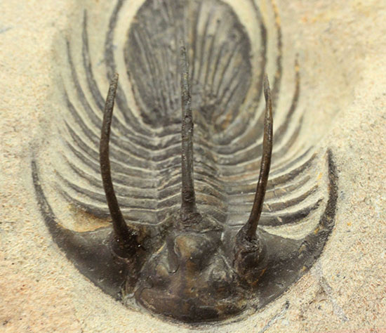 大きく伸びた５本のトゲが特徴的、他のどの種とも似ていない特異なフォルムで知られるコリハペルティス（Kolihapeltis sp.）（その3）