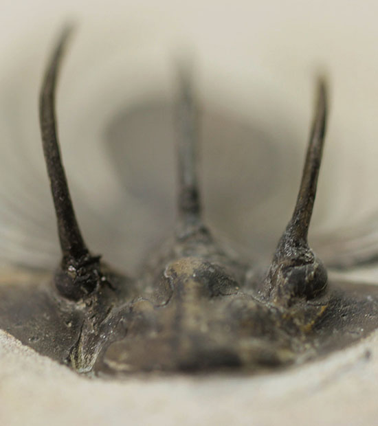 大きく伸びた５本のトゲが特徴的、他のどの種とも似ていない特異なフォルムで知られるコリハペルティス（Kolihapeltis sp.）（その4）