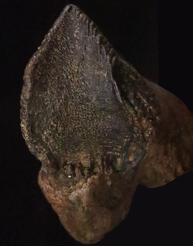 ビッグサイズ！パーフェクトな歯冠に、ダブルルートを備えた至極の逸品！トリケラトプス（Triceratops）の極上歯化石（その1）