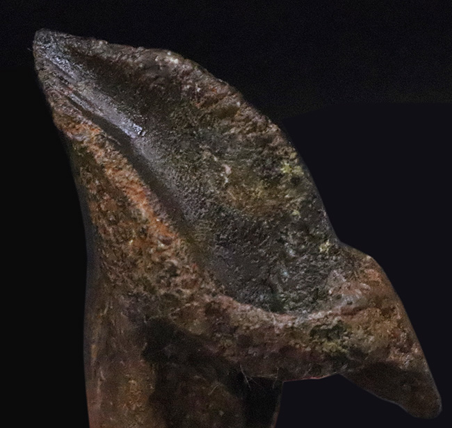 ビッグサイズ！パーフェクトな歯冠に、ダブルルートを備えた至極の逸品！トリケラトプス（Triceratops）の極上歯化石（その2）