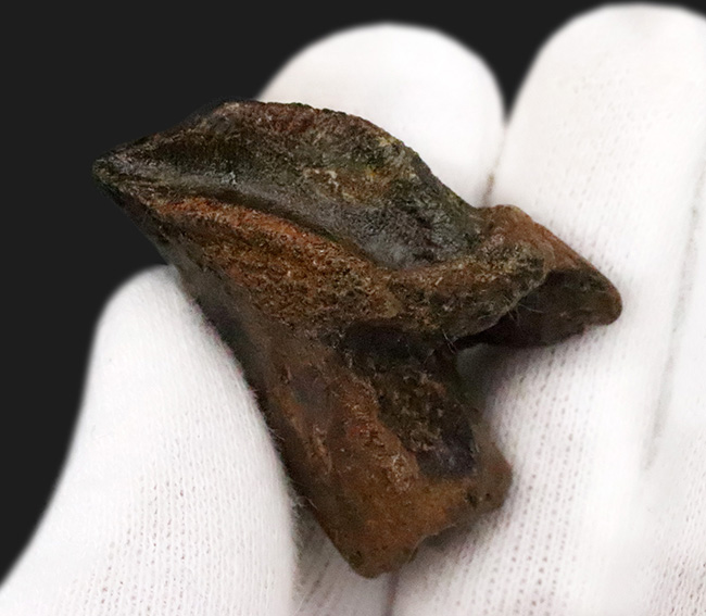 ビッグサイズ！パーフェクトな歯冠に、ダブルルートを備えた至極の逸品！トリケラトプス（Triceratops）の極上歯化石（その3）