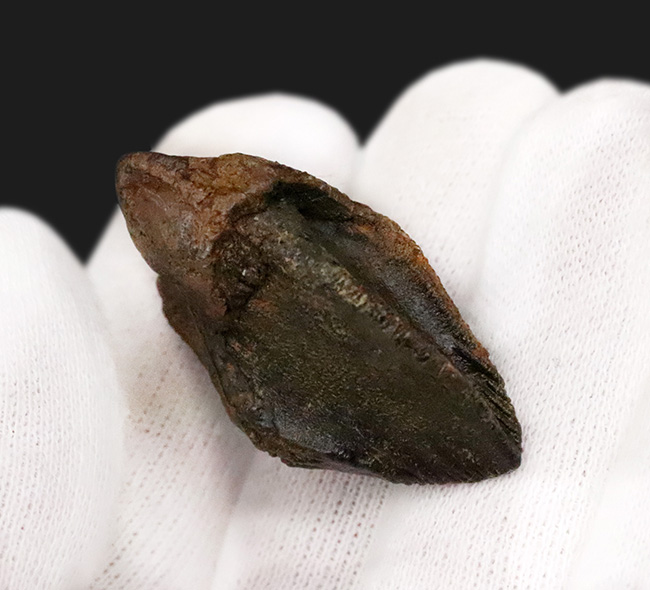 ビッグサイズ！パーフェクトな歯冠に、ダブルルートを備えた至極の逸品！トリケラトプス（Triceratops）の極上歯化石（その4）