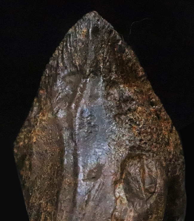 ビッグサイズ！パーフェクトな歯冠に、ダブルルートを備えた至極の逸品！トリケラトプス（Triceratops）の極上歯化石（その5）