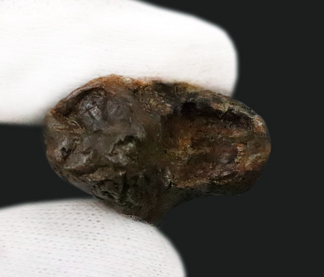 ビッグサイズ！パーフェクトな歯冠に、ダブルルートを備えた至極の逸品！トリケラトプス（Triceratops）の極上歯化石（その6）