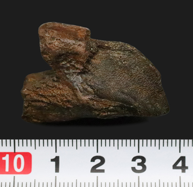 ビッグサイズ！パーフェクトな歯冠に、ダブルルートを備えた至極の逸品！トリケラトプス（Triceratops）の極上歯化石（その7）