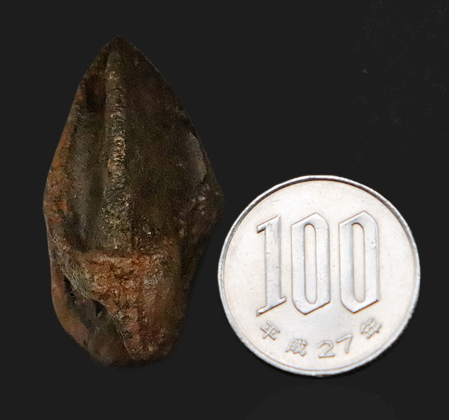 ビッグサイズ！パーフェクトな歯冠に、ダブルルートを備えた至極の逸品！トリケラトプス（Triceratops）の極上歯化石（その8）