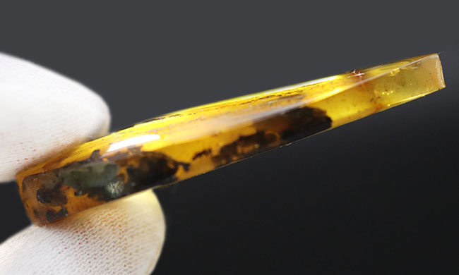 ブルーアース！４６ミリに達する立派なバルト海産琥珀（Amber）（その10）