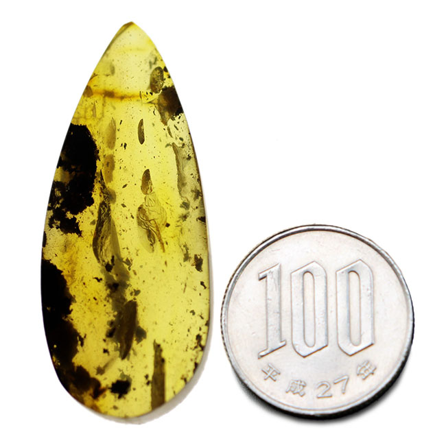 ブルーアース!46ミリに達する立派なバルト海産琥珀(Amber)(その12)