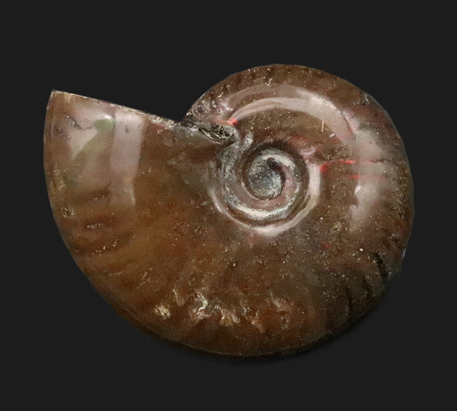 良形・美品。ファーストコレクションにおすすめ！遊色アンモナイト、クレオニセラス（Cleoniceras）（その1）