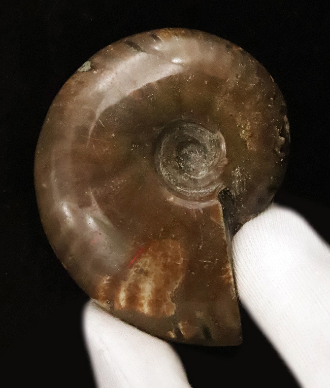 良形・美品。ファーストコレクションにおすすめ！遊色アンモナイト、クレオニセラス（Cleoniceras）（その2）