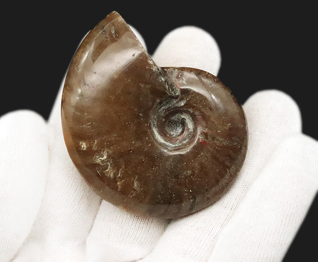 良形・美品。ファーストコレクションにおすすめ！遊色アンモナイト、クレオニセラス（Cleoniceras）（その3）
