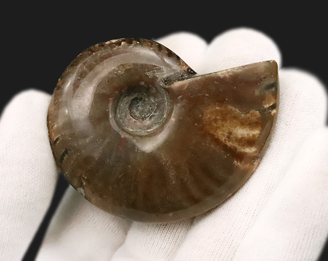 良形・美品。ファーストコレクションにおすすめ！遊色アンモナイト、クレオニセラス（Cleoniceras）（その4）