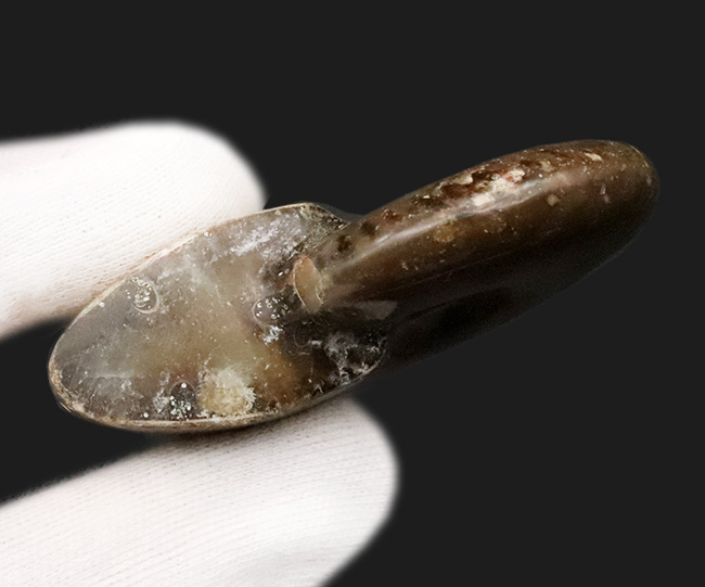 良形・美品。ファーストコレクションにおすすめ！遊色アンモナイト、クレオニセラス（Cleoniceras）（その5）