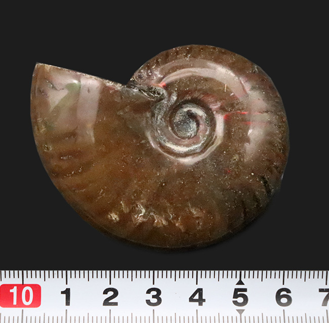 良形・美品。ファーストコレクションにおすすめ！遊色アンモナイト、クレオニセラス（Cleoniceras）（その6）