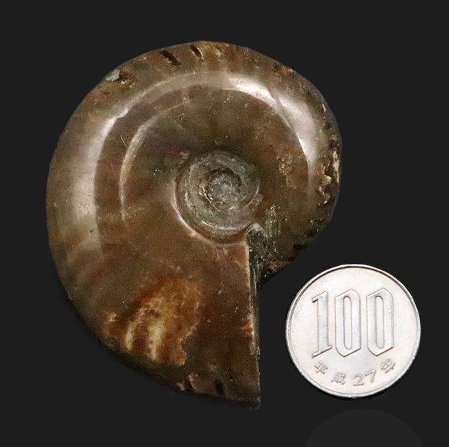 良形・美品。ファーストコレクションにおすすめ！遊色アンモナイト、クレオニセラス（Cleoniceras）（その7）