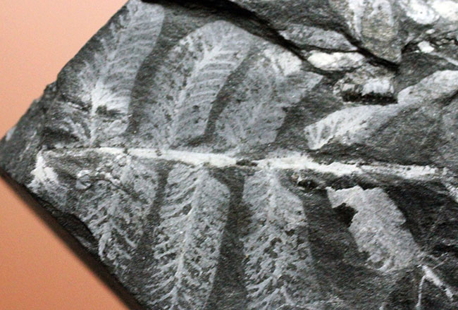 種子シダ類を代表する植物アレトプテリス・セリッリ(Alethopteris serilli)の葉化石(その7)