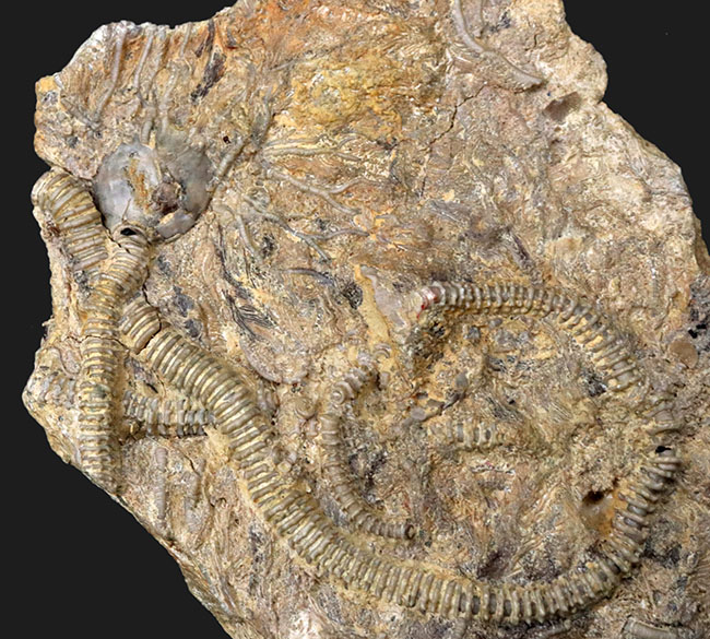 レア！くねくねと曲がり重なった肉茎が生々しく、そして美しい、希少なウミユリ、パラルケオクリヌス（Pararchaeocrinus decoratus）の良質化石（その1）