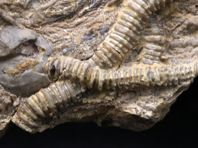 レア！くねくねと曲がり重なった肉茎が生々しく、そして美しい、希少なウミユリ、パラルケオクリヌス（Pararchaeocrinus decoratus）の良質化石（その4）