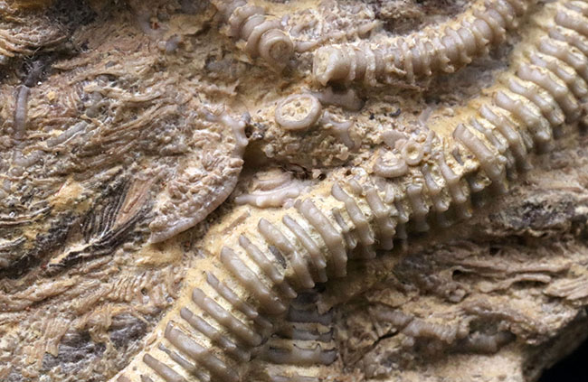 レア！くねくねと曲がり重なった肉茎が生々しく、そして美しい、希少なウミユリ、パラルケオクリヌス（Pararchaeocrinus decoratus）の良質化石（その5）