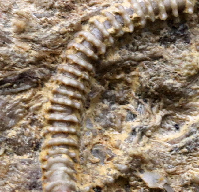 レア！くねくねと曲がり重なった肉茎が生々しく、そして美しい、希少なウミユリ、パラルケオクリヌス（Pararchaeocrinus decoratus）の良質化石（その6）