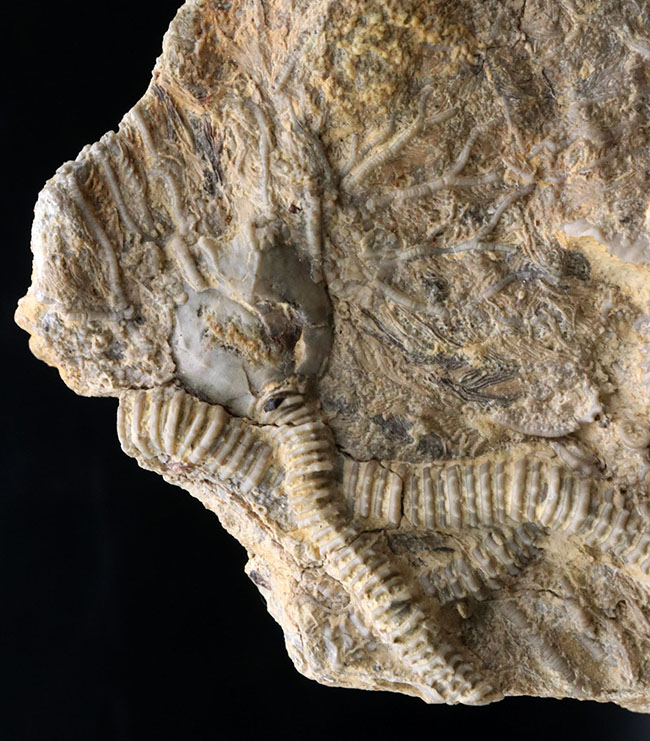 レア！くねくねと曲がり重なった肉茎が生々しく、そして美しい、希少なウミユリ、パラルケオクリヌス（Pararchaeocrinus decoratus）の良質化石（その7）
