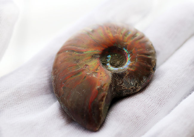 ファーストコレクションにいかが？赤色を呈する、美しいマダガスカルのアンモナイト、クレオニセラス（Cleoniceras）の化石（その2）