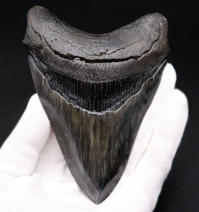 長辺に沿って126ミリ！保存状態良好で美しく、均整の取れた