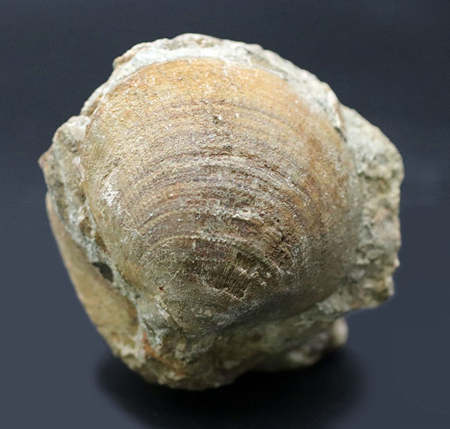 ザ・マニアックシリーズ！最大幅６センチ以上もある、非常に立派な二枚貝、グリキメリス（Glycymeris）の化石（その1）