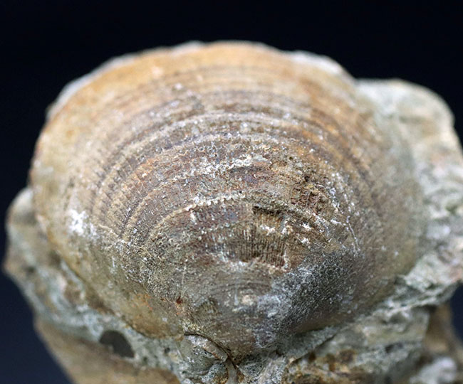 ザ・マニアックシリーズ！最大幅６センチ以上もある、非常に立派な二枚貝、グリキメリス（Glycymeris）の化石（その2）