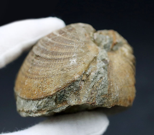 ザ・マニアックシリーズ！最大幅６センチ以上もある、非常に立派な二枚貝、グリキメリス（Glycymeris）の化石（その3）