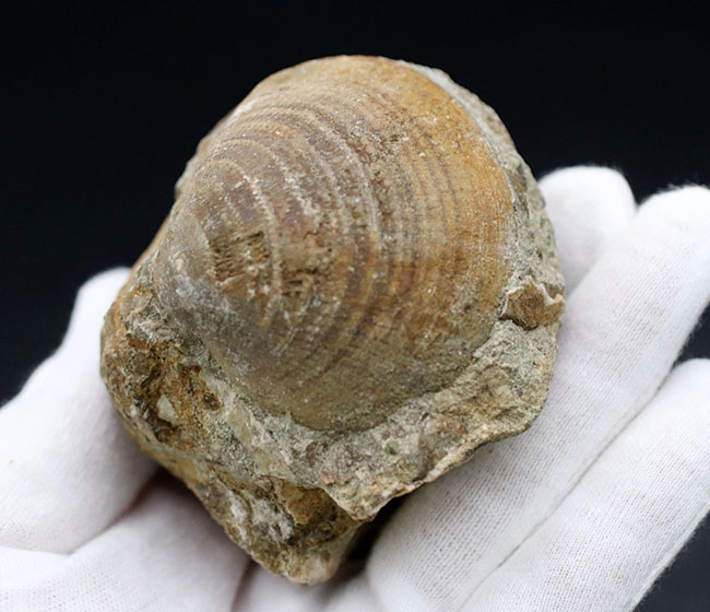 ザ・マニアックシリーズ！最大幅６センチ以上もある、非常に立派な二枚貝、グリキメリス（Glycymeris）の化石（その4）