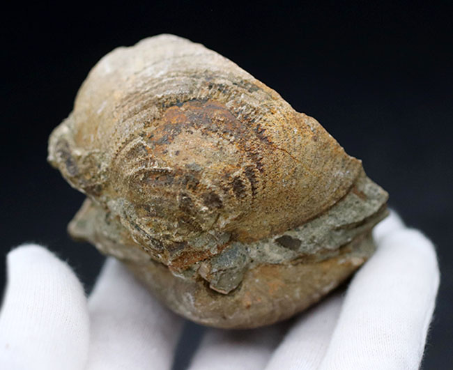 ザ・マニアックシリーズ！最大幅６センチ以上もある、非常に立派な二枚貝、グリキメリス（Glycymeris）の化石（その5）