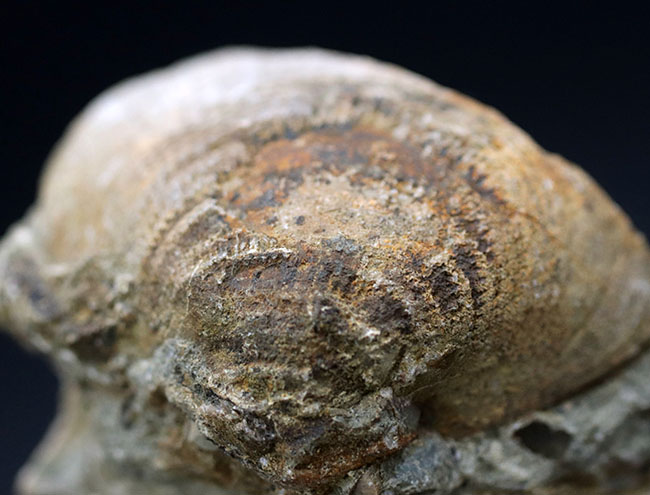 ザ・マニアックシリーズ！最大幅６センチ以上もある、非常に立派な二枚貝、グリキメリス（Glycymeris）の化石（その6）