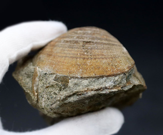 ザ・マニアックシリーズ！最大幅６センチ以上もある、非常に立派な二枚貝、グリキメリス（Glycymeris）の化石（その7）