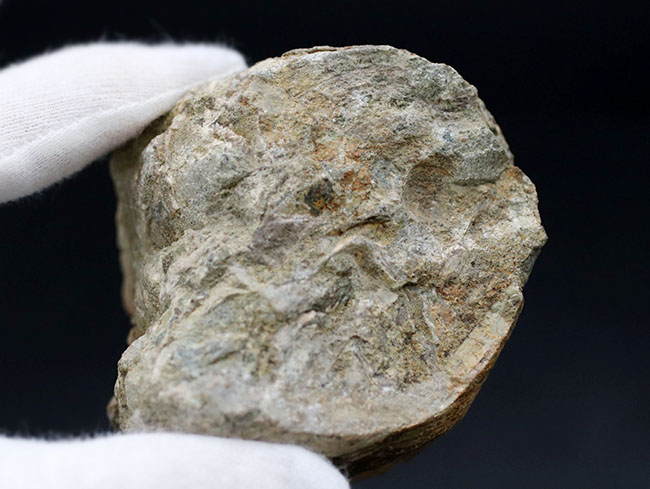 ザ・マニアックシリーズ！最大幅６センチ以上もある、非常に立派な二枚貝、グリキメリス（Glycymeris）の化石（その8）