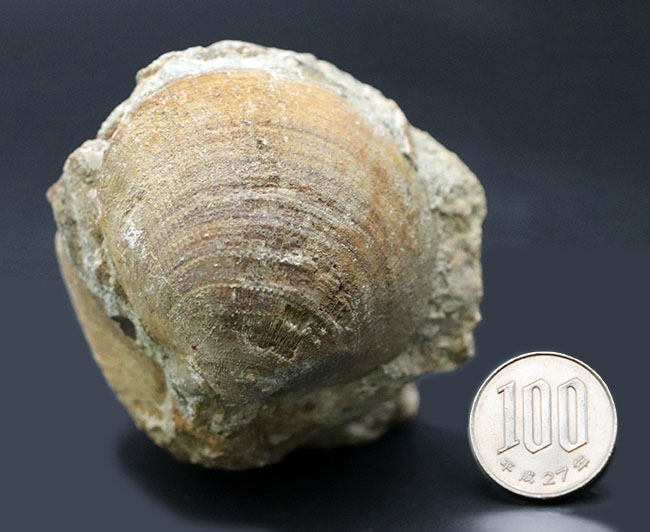 ザ・マニアックシリーズ！最大幅６センチ以上もある、非常に立派な二枚貝、グリキメリス（Glycymeris）の化石（その9）